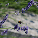 white-tailed bumblebee