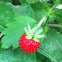 European everbearing strawberry