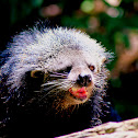 Binturong