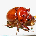 Burrowing beetle