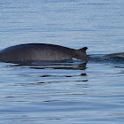 Fin Whale