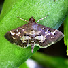 Spotted Beet Webworm Moth