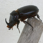 Asiatic Rhinoceros Beetle (♂)