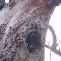Old Tree as Habitat