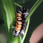 Milkweed Tussock Moth Larvae