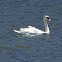 Mute Swan