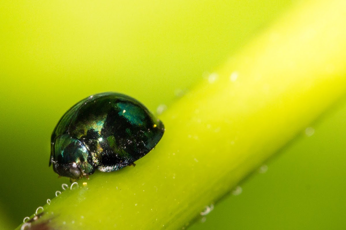 Steelblue Ladybird Beetle