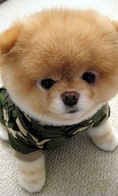 かわいい犬の壁紙 Androidアプリ Applion