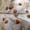 Common Spangle galls on Oak leaf