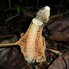 Veiled stinkhorn