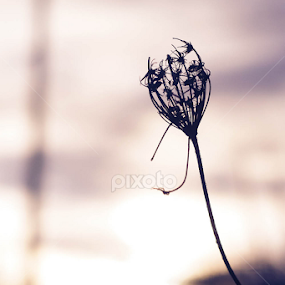 Haze by Łukasz Matynia - Nature Up Close Leaves & Grasses