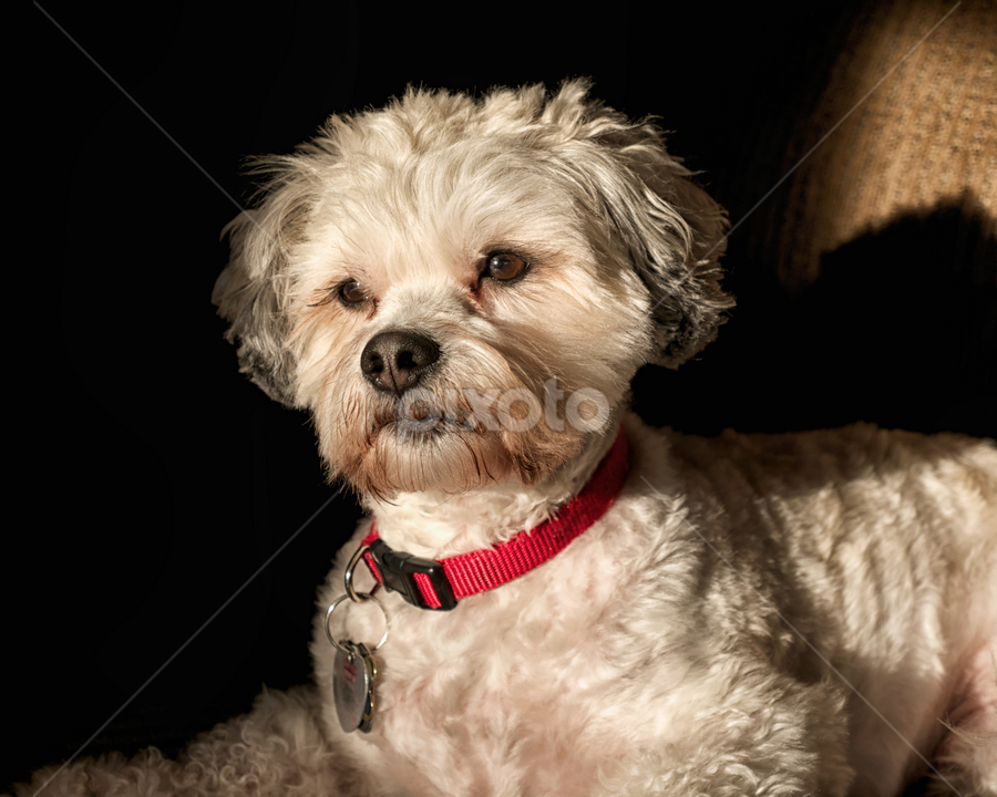 Louie the LaChon by Alan Roseman - Animals - Dogs Portraits ( pets, lhasa, shelter dog, mans best friend, lhasa apso, loyalty, lachon, bichon, bichon frise, pet, rescue )