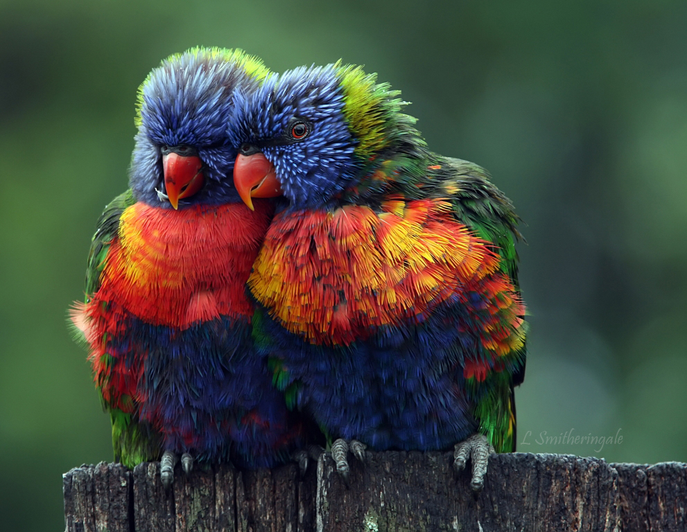 Rainbow Lorikeet