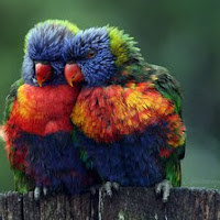 Rainbow Lorikeet