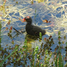 Common Gallinule chick