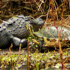 American Alligator and Peninsula Cooter Turtle