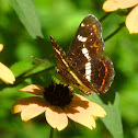 Map butterfly (second brood)