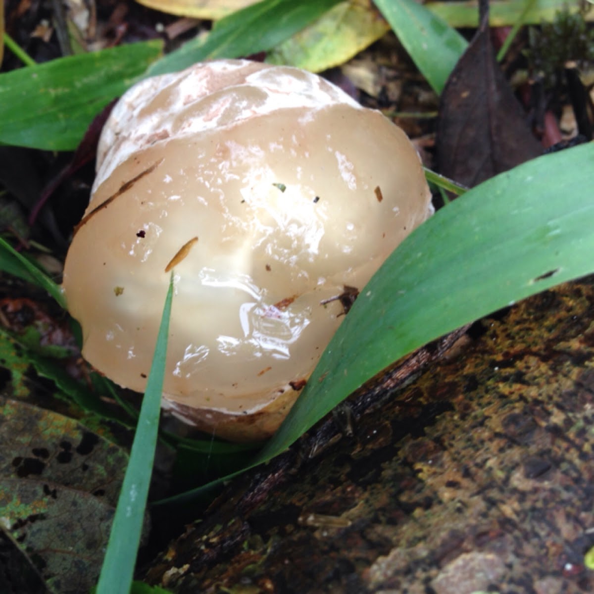 Common stinkhorn