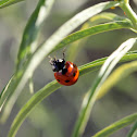 Seven-spotted Lady beetle