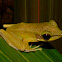 The Copper-Cheeked Tree Frog