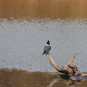 Belted Kingfisher