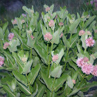 Showy milkweed