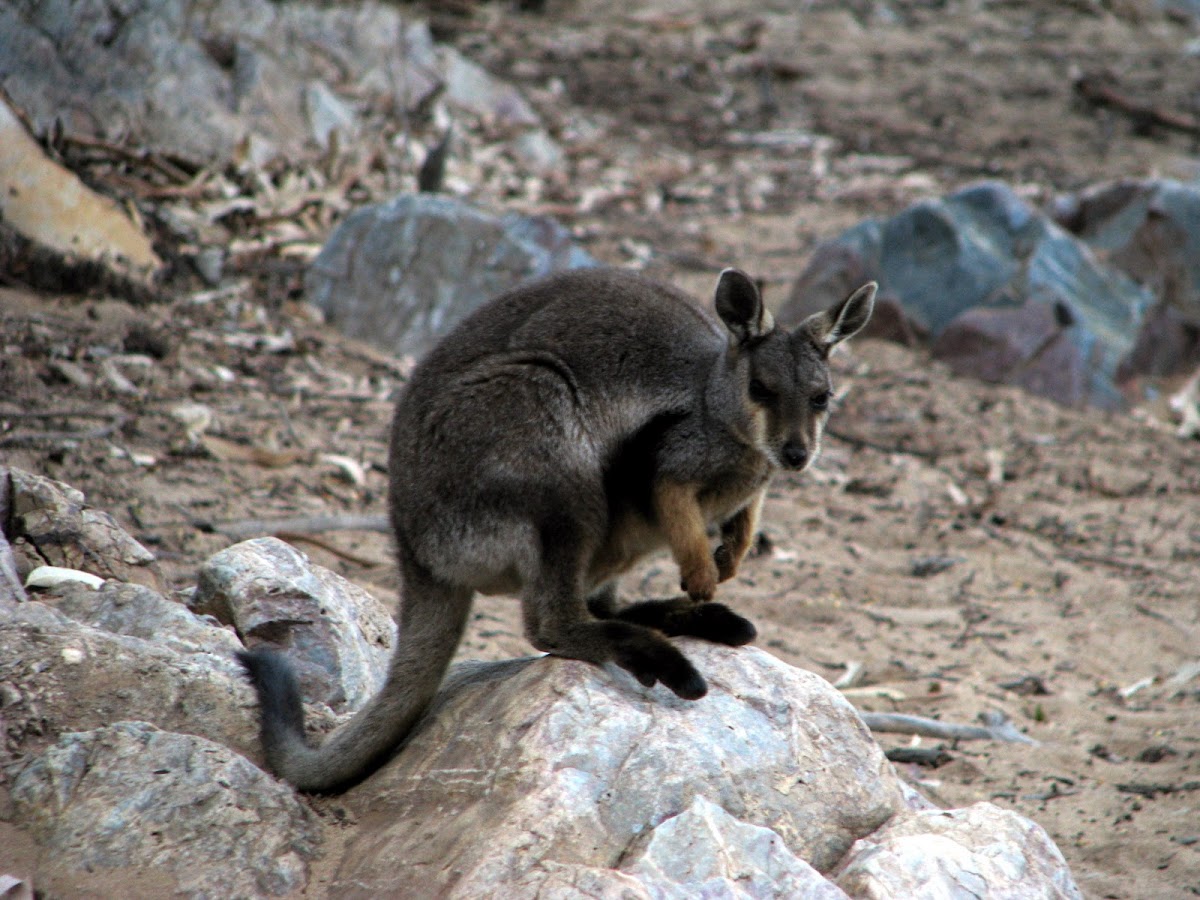 Blackfooted Rockwallaby Project Noah