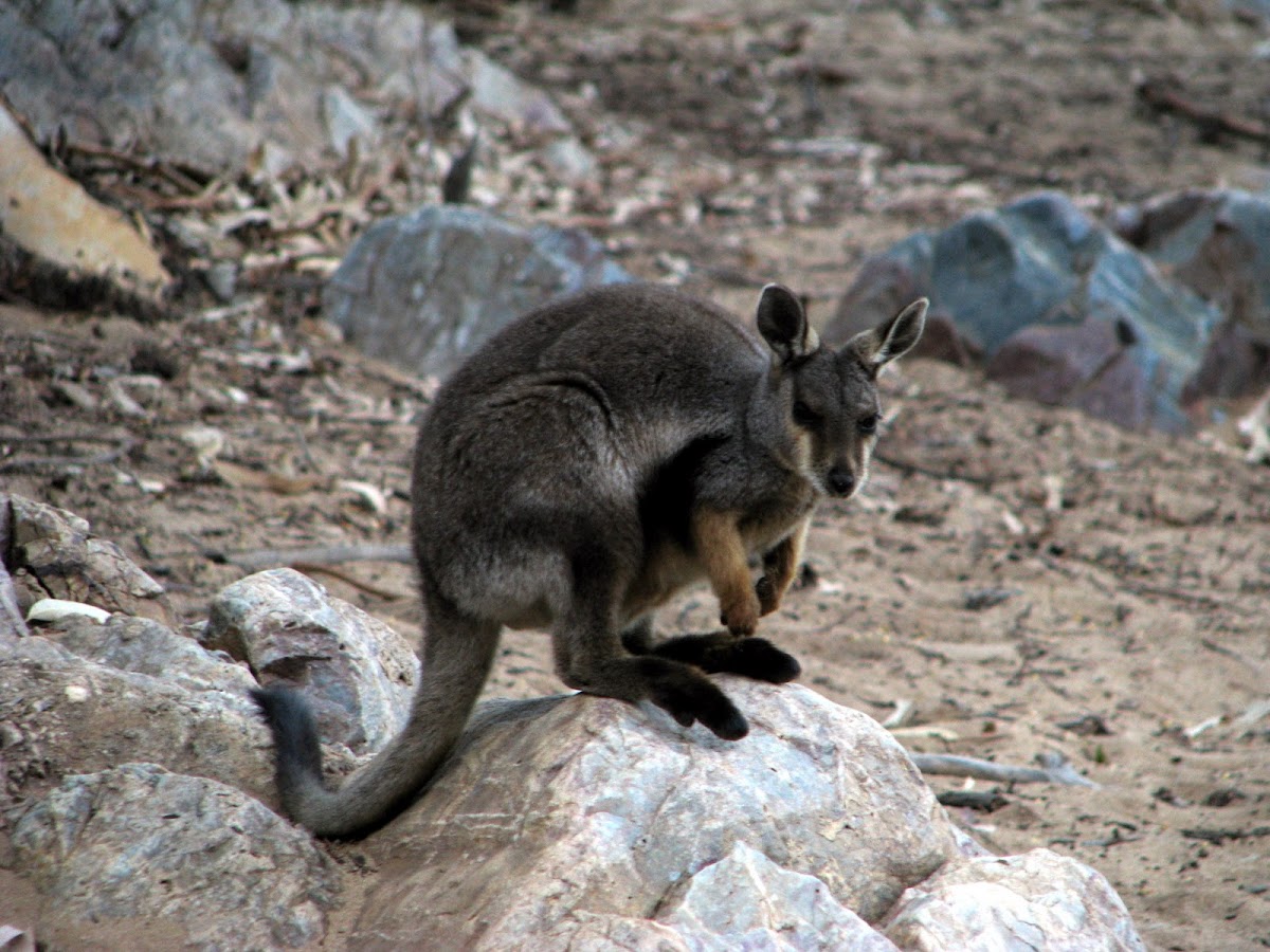 Black-footed Rock-wallaby