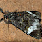 Black Panther Moth