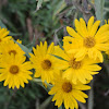Maximallian Sunflower