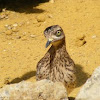 Eurasian stone-curlew