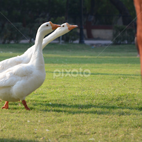 walk in the park by Vatsal Patel - Animals Birds