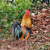 Red combed chicken 