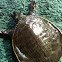 Florida softshell turtles