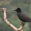 large-billed crow