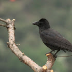 large-billed crow