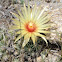 Nipple, Fishhook or Pincushion Cactus