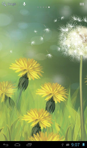 Dandelions field