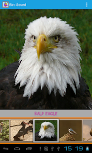 Bird Sound Screenshots 1