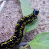 Caterpillar