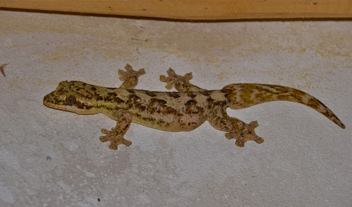 Turnip-tailed gecko/Geco escorpion