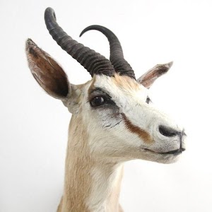 Etosha Sightings.apk 2.0.1