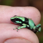 Black & Green poison dart frog