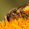 Megachilidae species