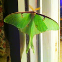 Luna Moth