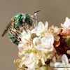 Sweat Bee