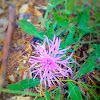 Centaurea maculosa