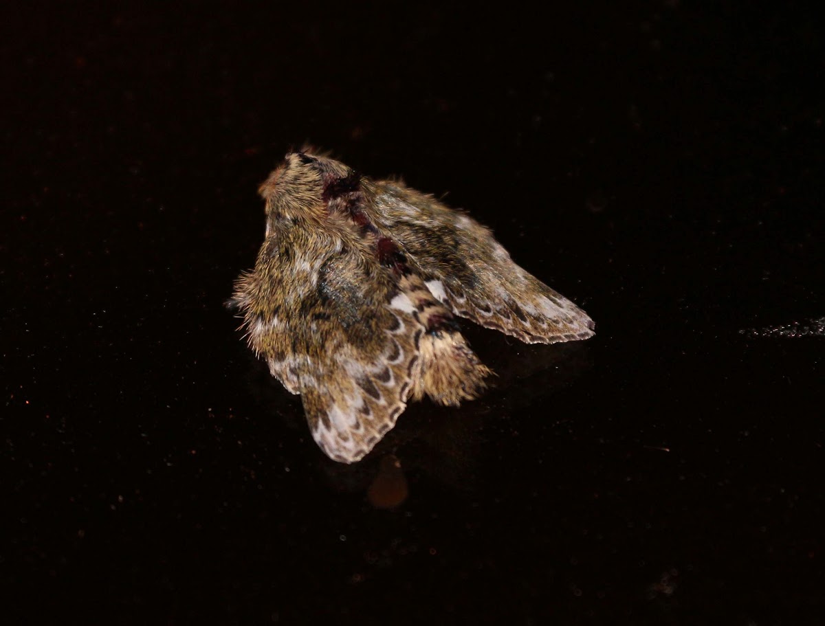 Lasiocampid Moth