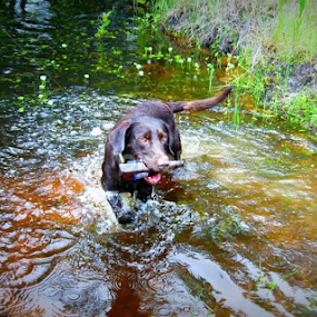 I got it! by Dianne Stephens-Miller - Animals - Dogs Playing