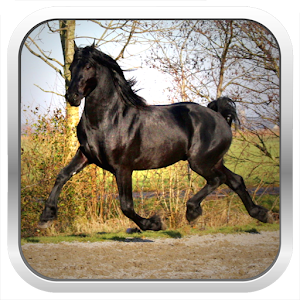 Horse Breeds: Types of Horse logo
